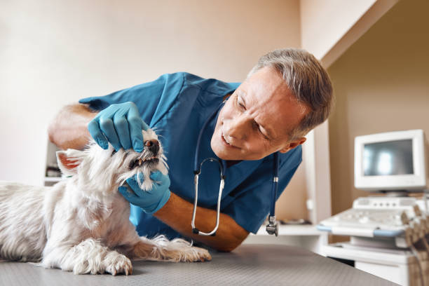 Best Weekend Emergency Dentist in Chigan Center, MI